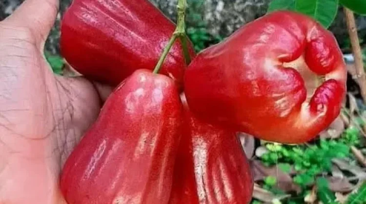 Cara Menyimpan Buah Jambu Citra Segar Lebih Lama