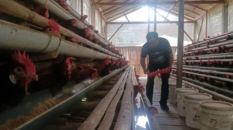 Harga Telur Ayam Ras Anjlok, Peternak di Kabupaten Magelang Merugi