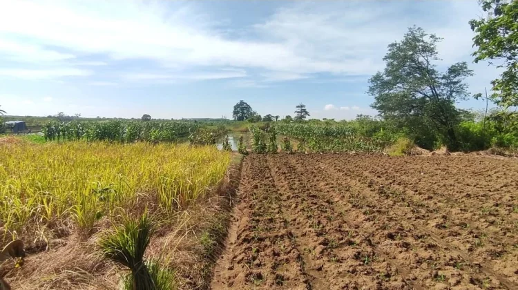 Masih Ada Pasokan Air, Pemkab Kendal Imbau Petani Segera Tanam Padi