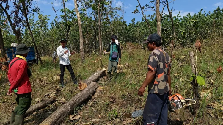 Lindungi Hutan, Perhutani Tekankan Larangan Tebang di Kawasan Lindung