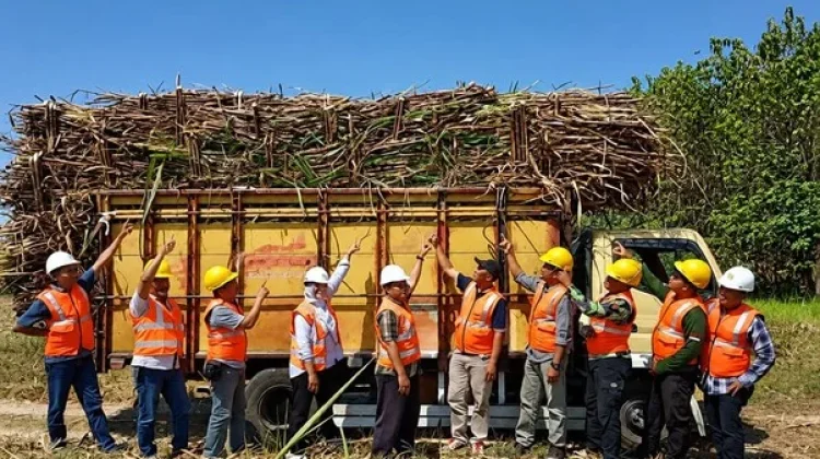 Agroforestry Tebu di Hutan Perhutani Dorong Swasembada Gula Nasional