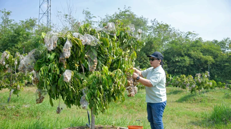 Wali Kota Agustina Resmikan Agro Eduwisata Masjid Agung Semarang
