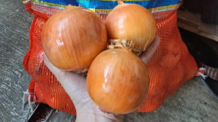 Tips Memilih Bawang Bombay Berkualitas