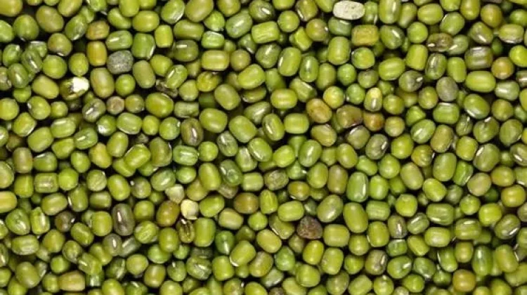 Rutin Konsumsi Kacang Hijau dan Manfaatnya bagi Kesehatan