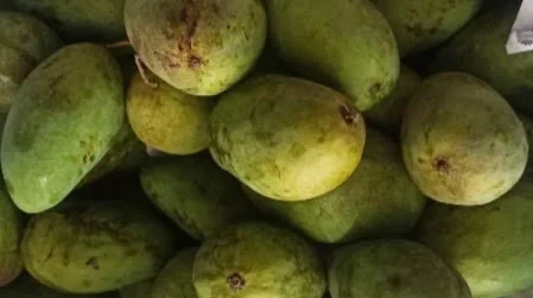 Cara Menyimpan Mangga Harum Manis Segar Lebih Lama