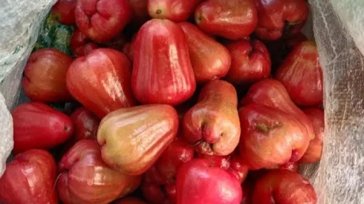 Cara Memilih Jambu Citra Berkualitas