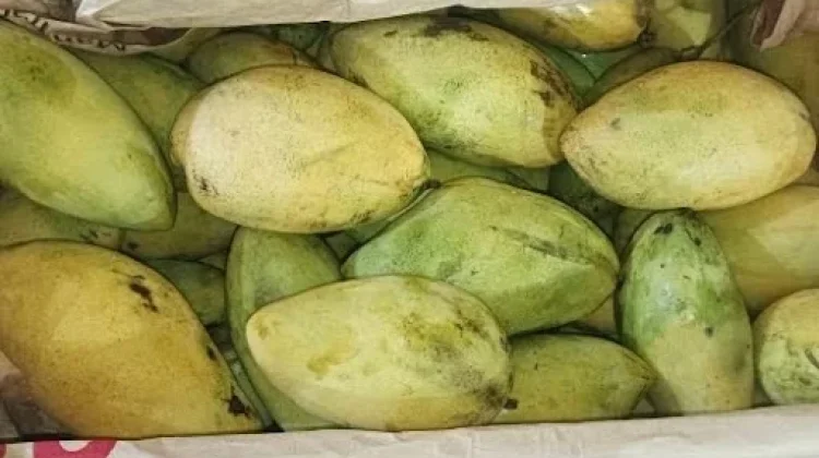Mengenal Mangga Akiyong: Varietas Mangga Unggul