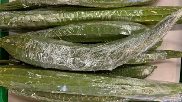 Mengenal Gambas, Sayuran Kaya Nutrisi
