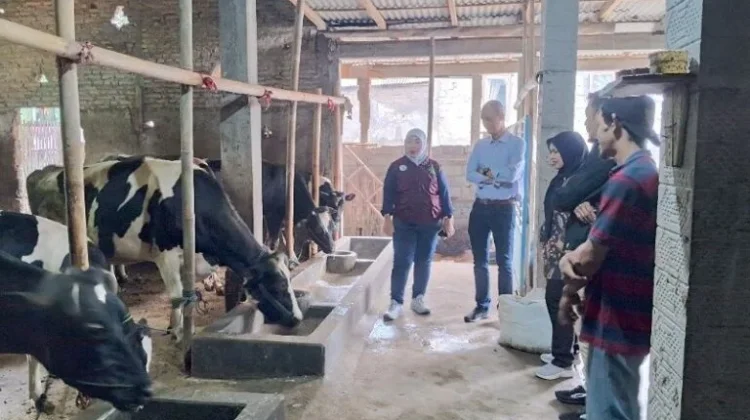 Teknologi Sederhana Undip Dongkrak Produktivitas Sapi Perah di Boyolali