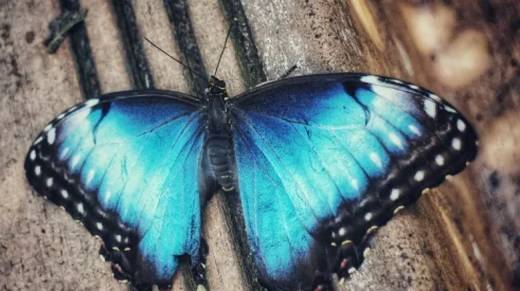 Apa Itu Butterfly Effect? Ini Penjelasan Sederhananya