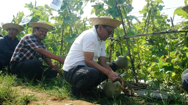 Melon Unggul Tegalombo Dinilai Berkualitas