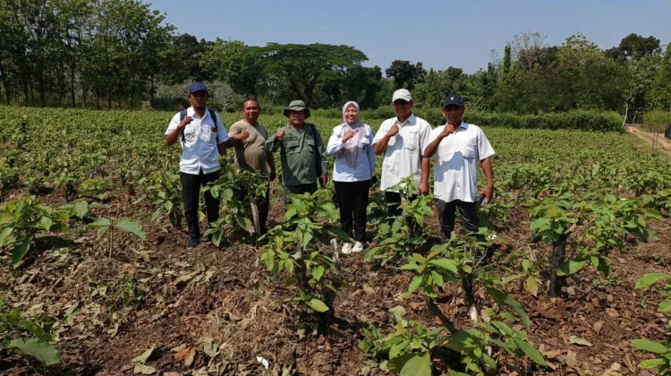 Dukung Rehabilitasi Hutan, KPH Purwodadi Evaluasi Persemaian Sinawah