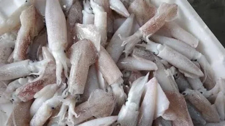 Ragam Masakan Simpel Berbahan Dasar Cumi