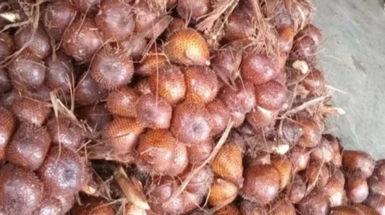Tips Memilih Salak Pondoh yang Legit