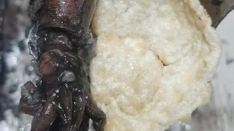Nikmatnya Nasi Putih dengan Lauk Cumi Hitam