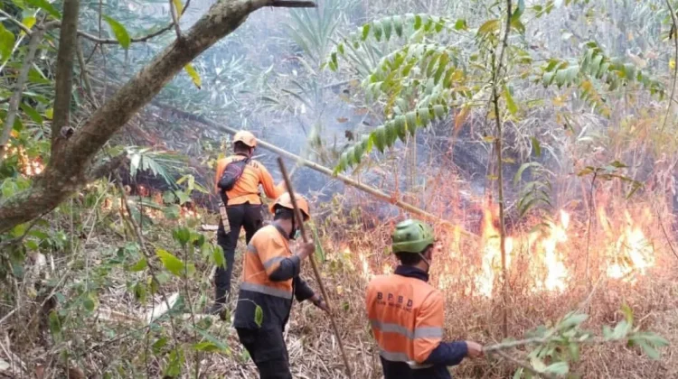 Musim Kemarau, Lereng Merapi hingga Menoreh Jadi Prioritas Pengawasan Karhutla