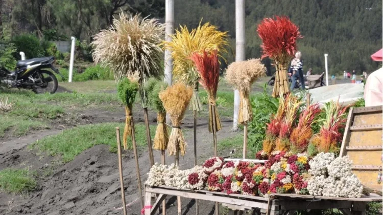 Budidaya Edelweis di Bromo Jadi Cara Menjaga Kelestarian