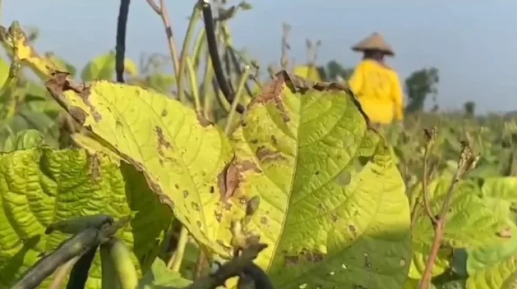 Kemarau Panjang, Ratusan Hektare Sawah di Pati Mengering