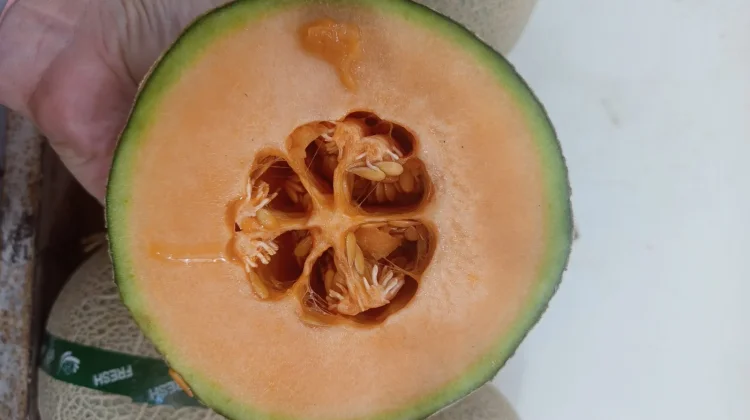 Manisnya Melon Salwa: Sensasi Kelezatan Buah Eksotis Primadona Baru