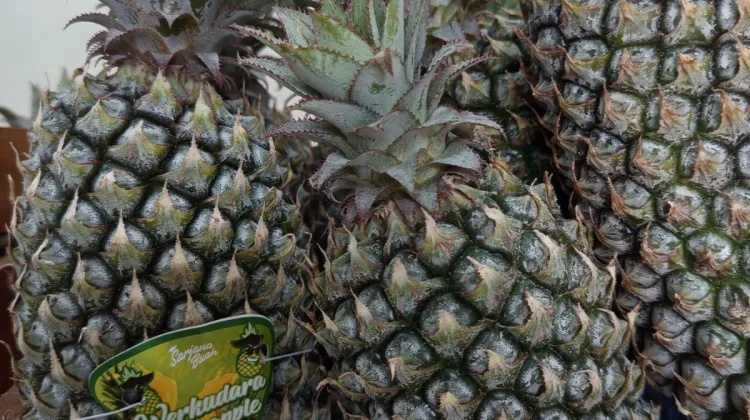 Eksotisnya Nanas Lokal: Permata Kuning Kaya Antioksidan Penjaga Imunitas