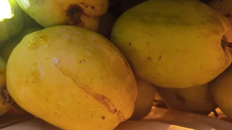Mangga Kopyor: Si Kuning Peluruh kolesterol