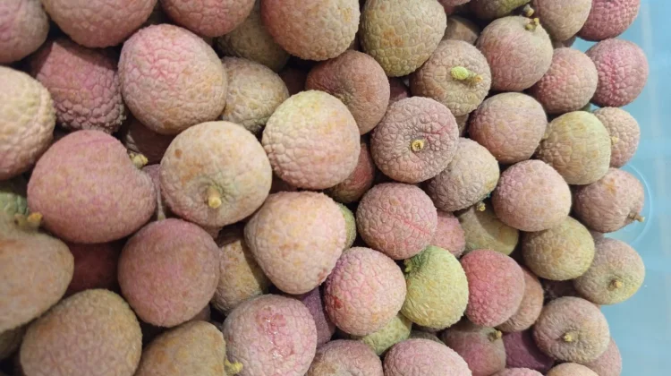 Buah Leci: Si Kecil Penjaga Vitalitas