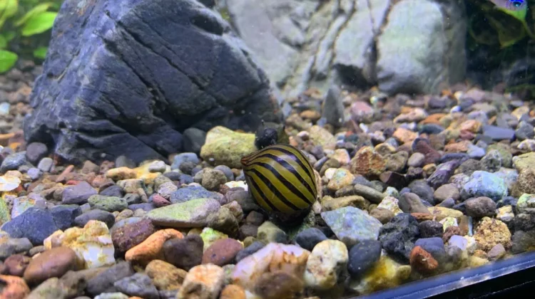 Bukan Sekadar Hiasan, Keong Turbo Punya Peran Penting di Aquascape