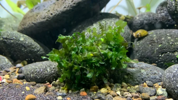 Pelia Moss, Tanaman Aquascape Bertekstur Unik untuk Percantik Akuarium