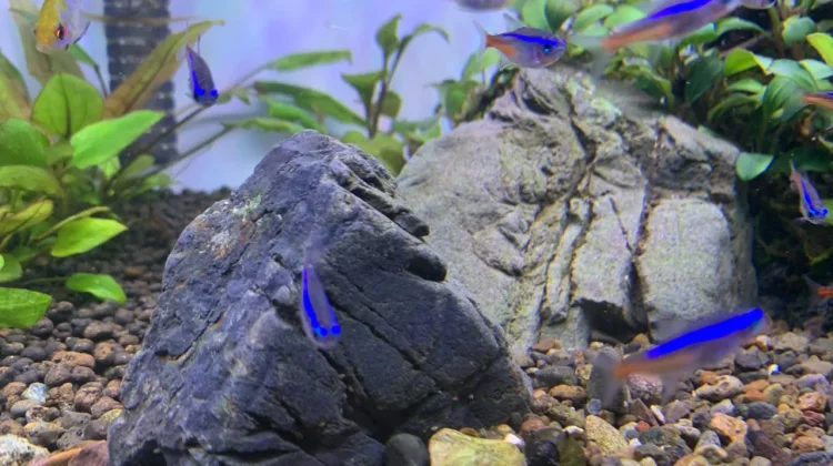 Kenali Jenis Batu Aquascape, dari Seiryu Stone hingga Lava Rock