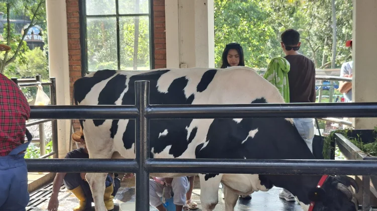 Pakan Hijau Ternak Rawan Terdampak Kemarau, Peternak Susu Didorong Gunakan Silase