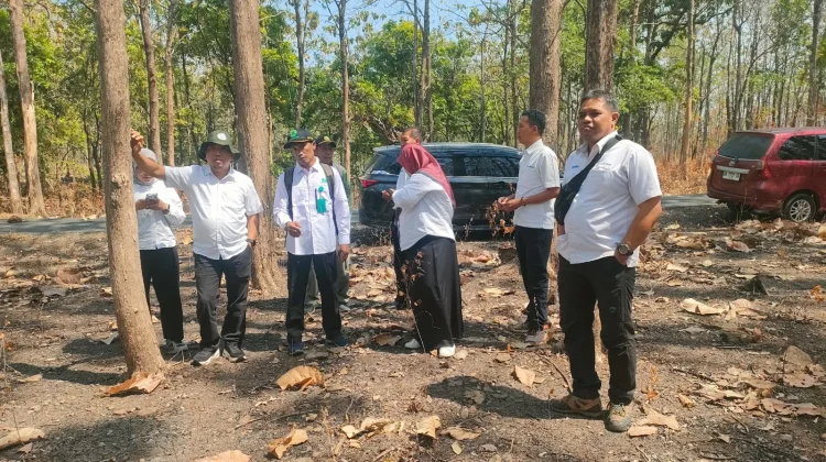 Perkuat Regenerasi Hutan, Perhutani Telawa Siapkan 265 Ribu Bibit Jati Plus