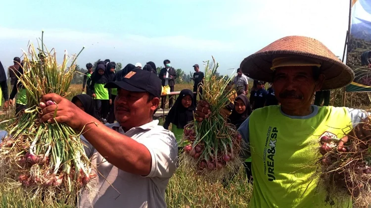 Varietas Thailand-Nganjuk Dongkrak Produktivitas Bawang Merah di Magelang