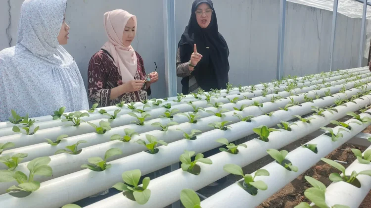 Latih Hidroponik, Dosen Unilak Siapkan Warga Jadi Pemasok Koperasi Merah Putih