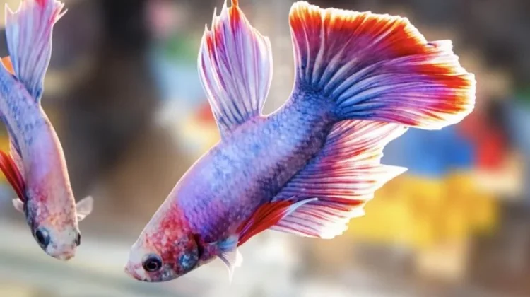 Mudah Dipelihara, Ikan Cupang Kerap Dipilih sebagai Peliharaan Pertama