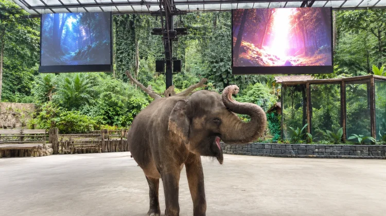 Rahasia Komunikasi Gajah, Mendengar Melalui Telapak Kaki