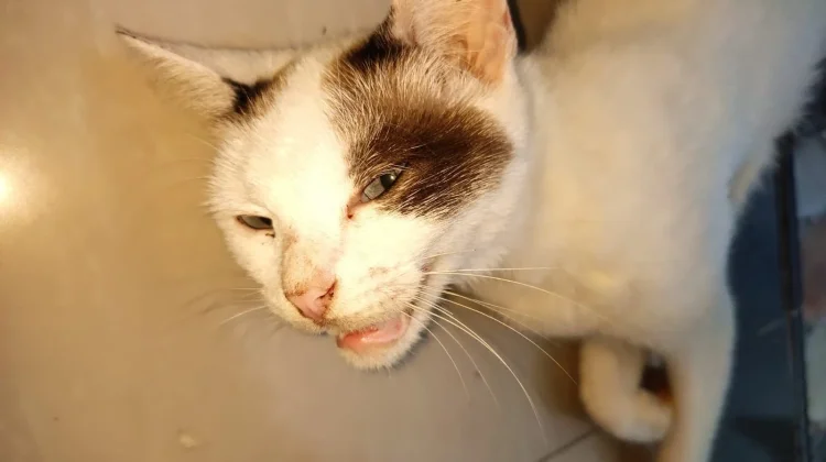 Mengapa Kucing Memiliki Kumis di Belakang Kaki Depannya?
