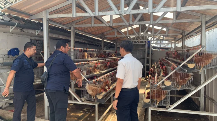 Dukung Ketahanan Pangan, Lapas Batang Studi Tiru Peternakan Ayam Lapas Sumedang