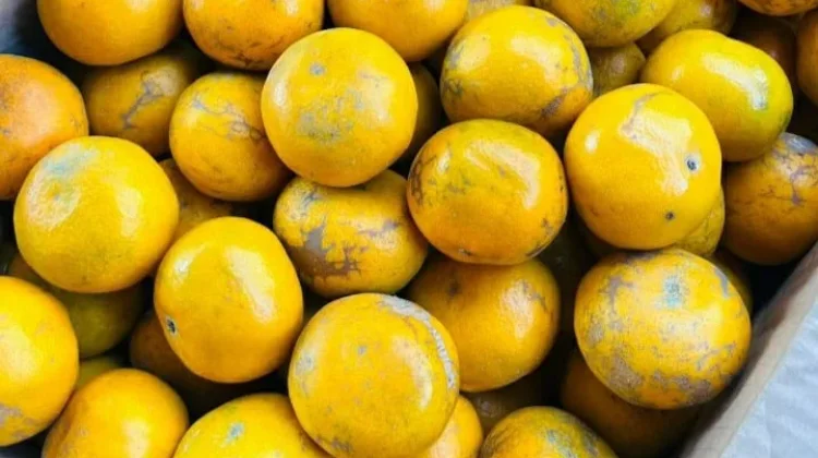 Tips Menyimpan Buah Jeruk agar Tahan Lebih Lama