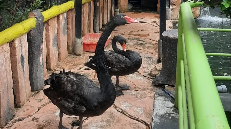 Bertemu Satwa, Cara Sederhana Mengenalkan Alam kepada Anak