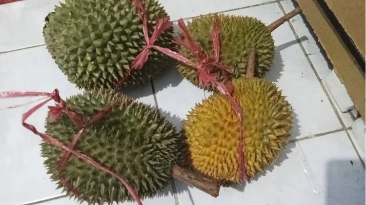 Selain Rasanya yang Khas, Durian juga Punya Manfaat untuk Tubuh
