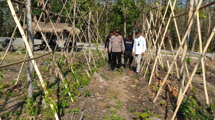 Dukung Ketahanan Pangan, Perhutani-Polri Kembangkan Ubi Batang di Hutan Produktif