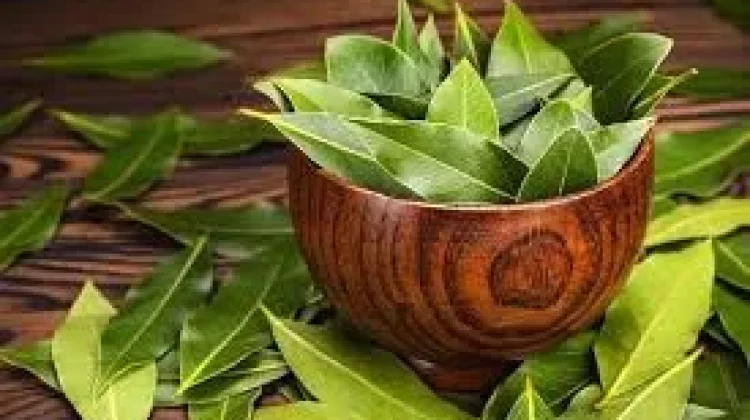 Khasiat Dahsyat Daun Sirsat yang Terlupakan