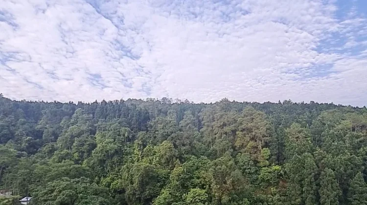 Hari Hutan Indonesia, Anak Muda Diajak Menjaga Hutan dari Lingkungan Terdekat