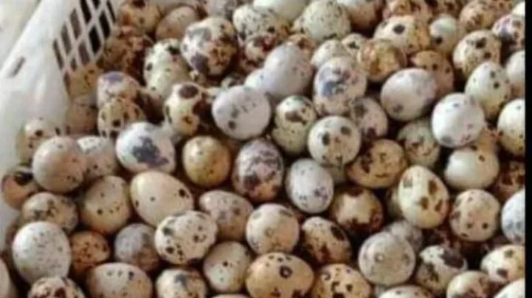 Aneka Masakan Simple Berbahan Dasar Telur Puyuh