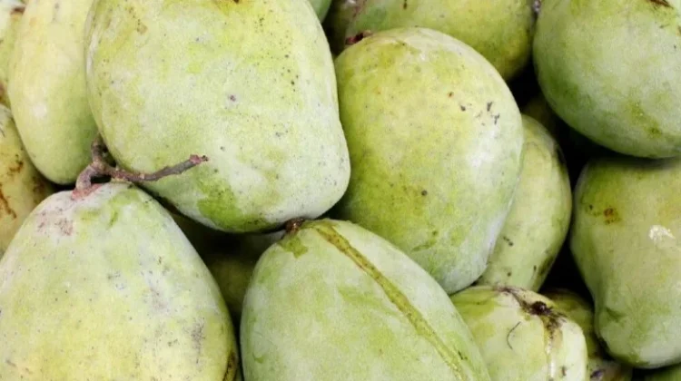 Mengenal Buah Mangga Indramayu yang Mempesona