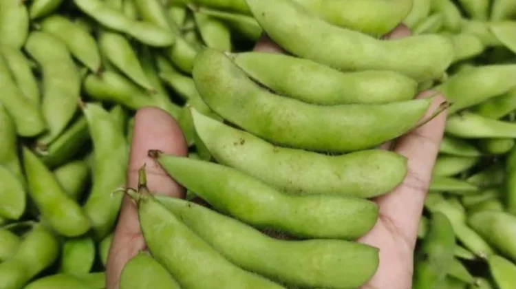 Beragam Cara Mengolah Edamame agar Tambah Nikmat