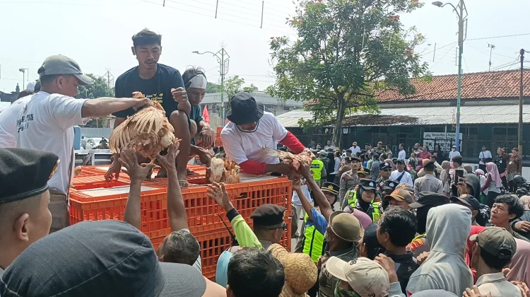 Harga Pakan Meroket, Ratusan Peternak Batang Bagikan Ayam Gratis ke Warga