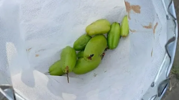 Belimbing Wuluh sebagai Bahan Masakan Tradisional Indonesia
