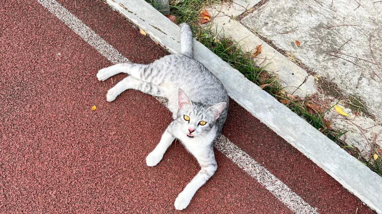 Kehadiran Kucing, Penenang Kecil untuk Redakan Stres Harian