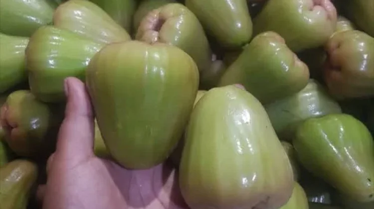 Mengenal Buah Jambu Cincalo Madu